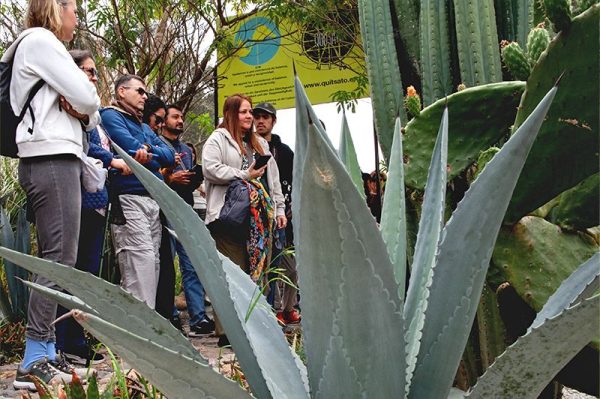04_agaves_01 04_agaves_01